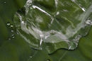 Water drops on leaf
