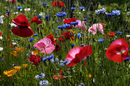 Wildflowers