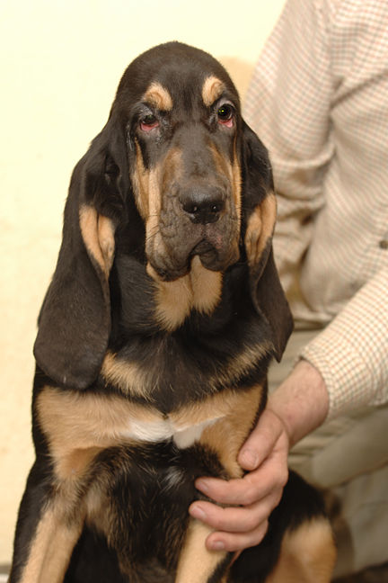 Barvicka at 4 months.