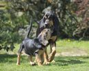 Barvicka and george (Farlap Barvicka and Farlap Guesswork)
