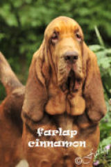 Farlap Cinnamon