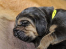 "Yellow" girl at 1 week old