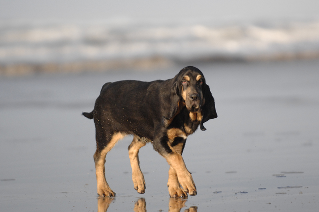 Barvicka enjoying her 1st visit to the beach at 18 weeks old.