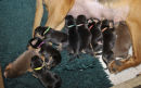 The Full team at 5 days old