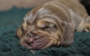 Liver girl at one week old