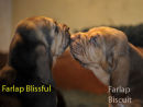 Blissful & Biscuit. 29 days old