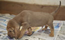 Bourbon at 29 days old. Nose down and hunting!