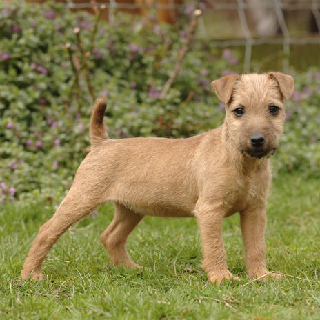 Drizzle at 10 weeks.