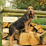 Farlap Gertrude - Top Bloodhound Puppy 2010