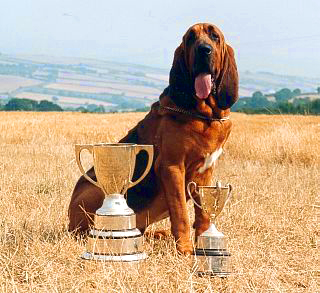 Robinswood Undercover with some of his working trials trophies