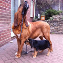 Farlap Bagr and his Nephew Farlap Bertok 