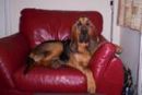 Scooby (from the T Litter)