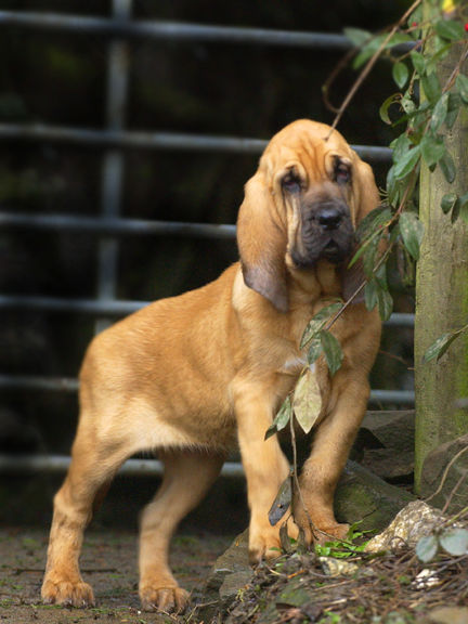 Farlap Tarnish at 11 weeks.
