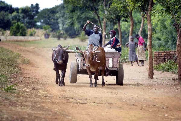 Day to day transport for most Malawians.