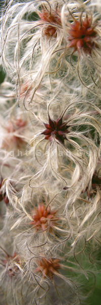 Clematis