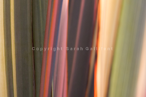 Flaxen Colours 2