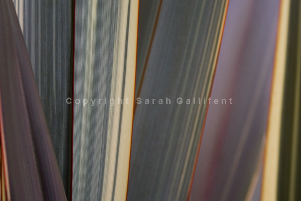 Flaxen Purple