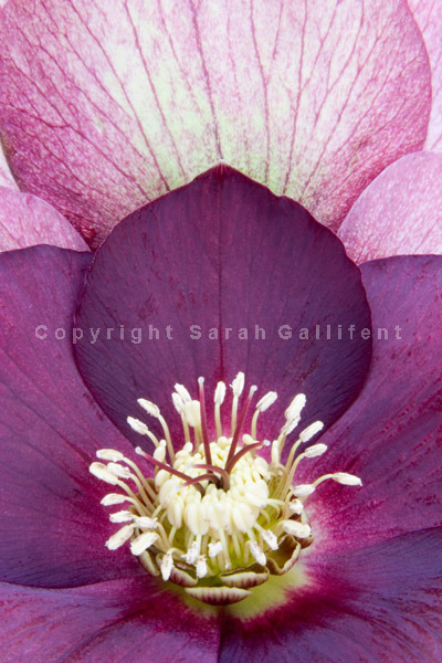 Hellebore