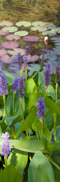 Lily Lake