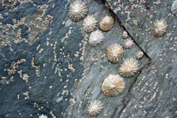 Limpet Chevron