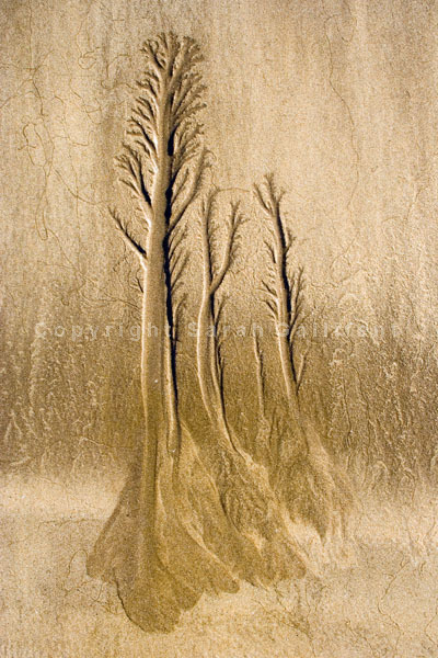 Sand Trees