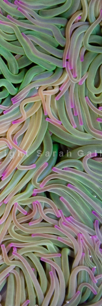Snakelock Anemone