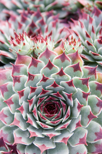 Succulent Rosette 3