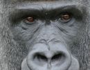 The Eyes of Man?