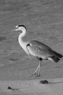 Heron around the Maldives
