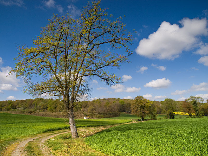 Spring Fields