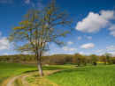 Spring Fields