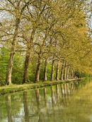 Avenue of Trees