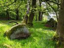 Wooded Glade