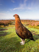 Grouse