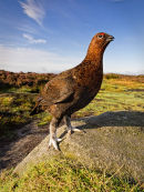 Red Grouse