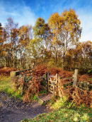 Froggatt wood in autumn