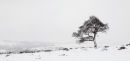 Lone tree on Lawrence Field - Derbyshire