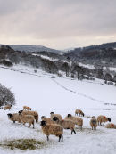 Frozen Lamb