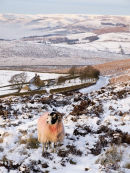 Sheep on Stanage