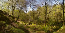 Springtime in Padley Woods