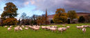 Sheep at Bamford Derbyshire
