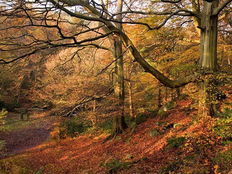 Autumn Gold