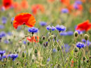 Wild flower meadow