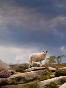 Derbyshire Lamb
