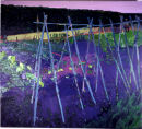 Bamboo Canes, oil on canvas, Simon McWilliams