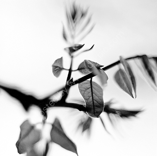 Leaves.