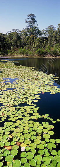 Lake at Eaglereach.