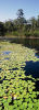Lake at Eaglereach.