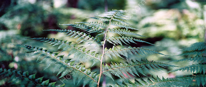 Fern