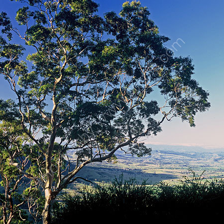 Glorious Gum at Eaglereach